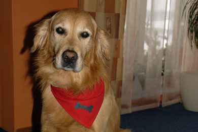 Niki